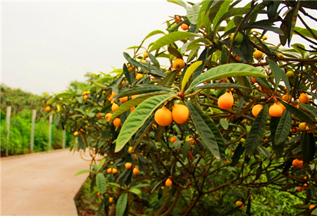 MK电竞:秦桧简介(图2) MK电竞