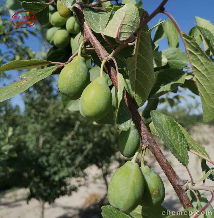 平顶山育新幼儿园开展元宵节主题活动_MK电竞(图4) MK电竞