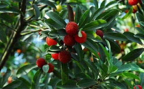 初中历史如何学习:MK电竞(图1) MK电竞