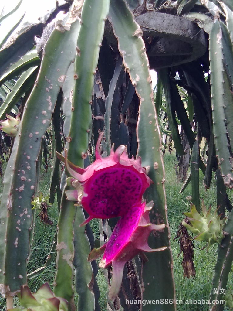 MK电竞